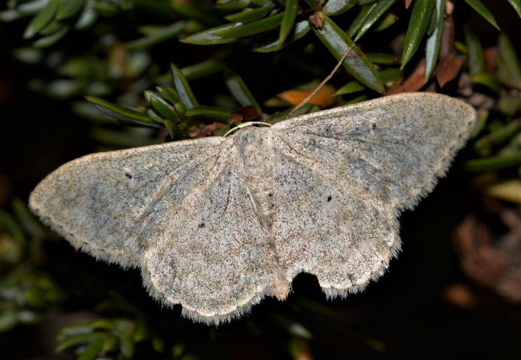 forse Idaea litigiosaria ?